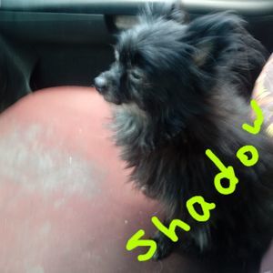 Meet your Posher, Pam